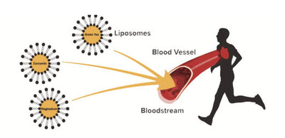 How Liposomal Delivers CBD In A More Effective Manner