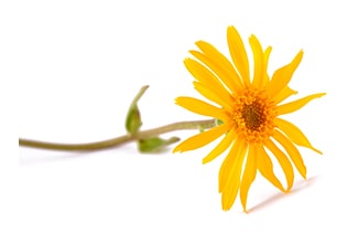 Arnica Montana Flower Extract