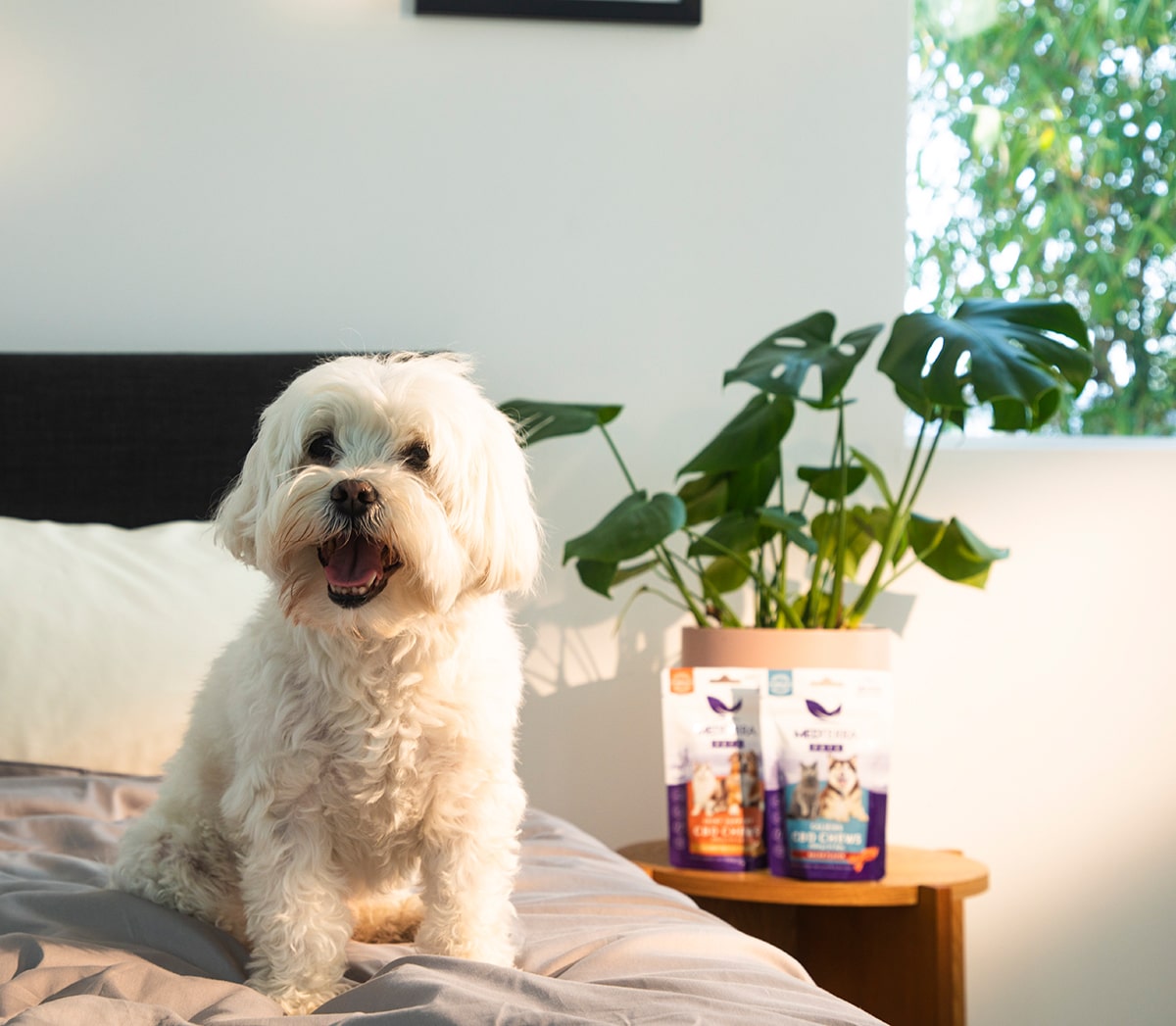 CBD Pet Oil is a convenient and precise way to administer your pet’s daily dose of CBD.