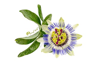 Passion Flower